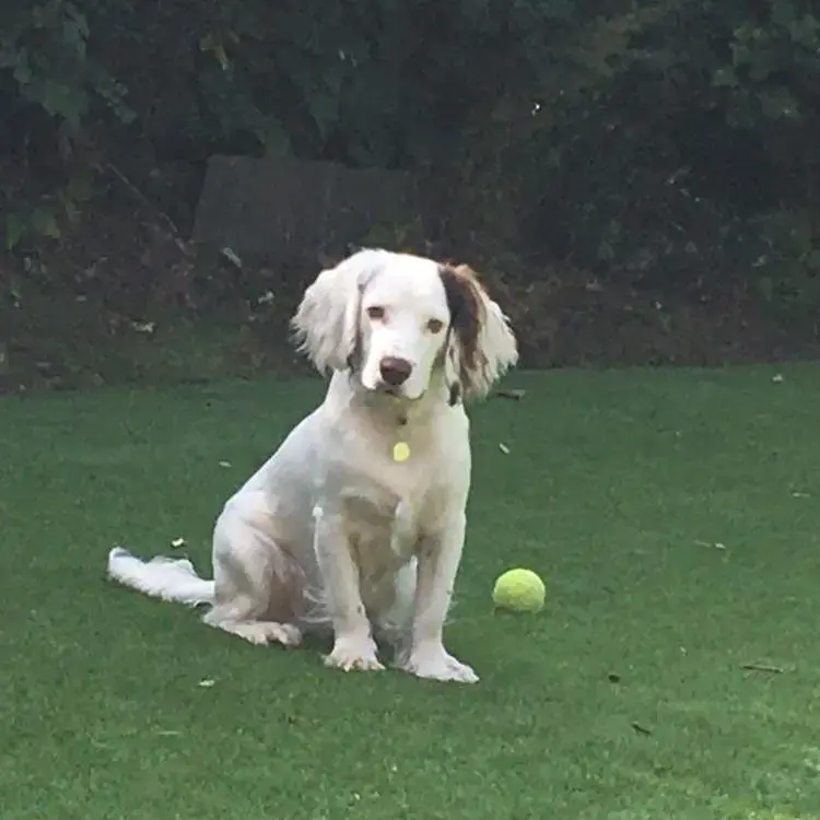 Cocker Spaniel (English)