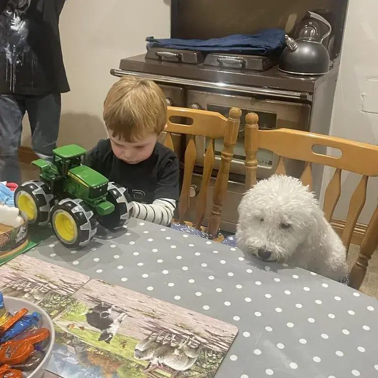 Bichon Frise