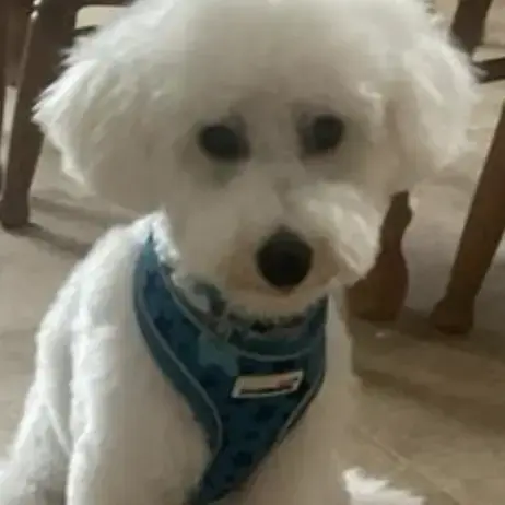 Bichon Frise