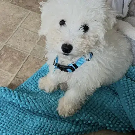 Bichon Frise