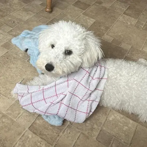 Bichon Frise