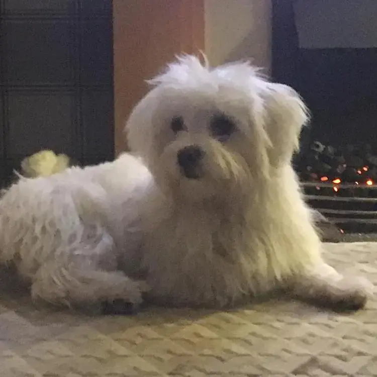 Bichon Frise