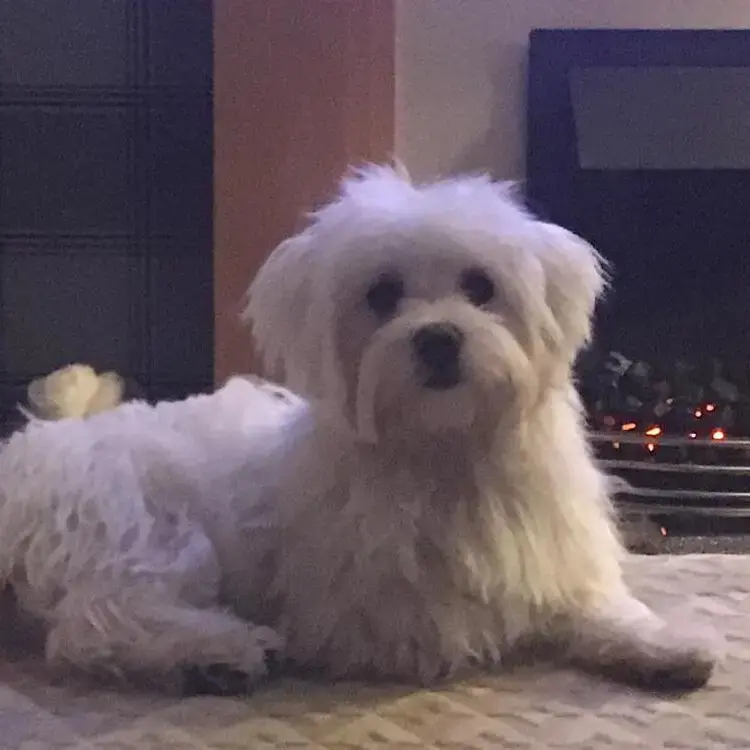 Bichon Frise