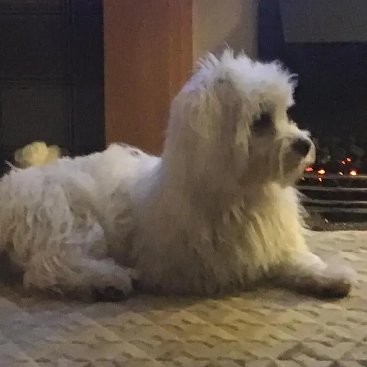 Bichon Frise