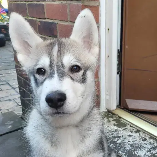 Siberian Husky