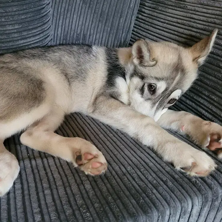 Siberian Husky