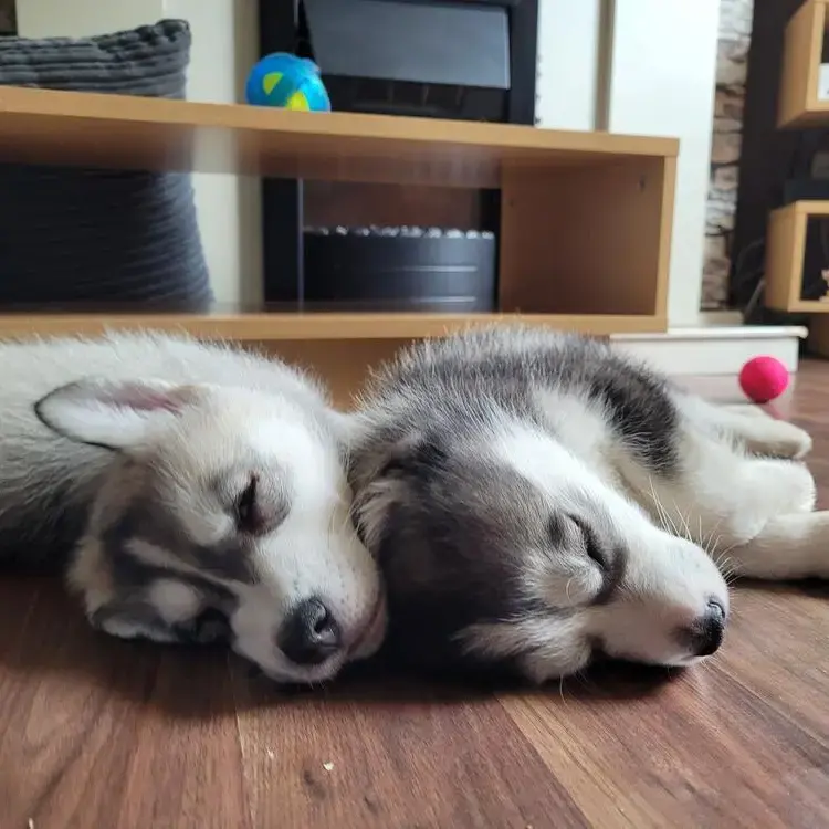 Siberian Husky