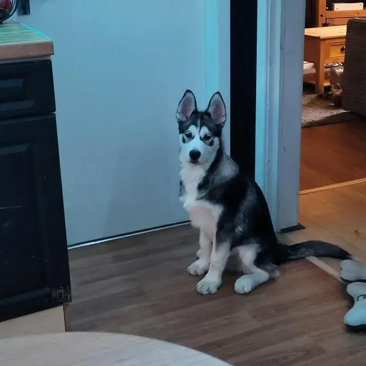 Siberian Husky