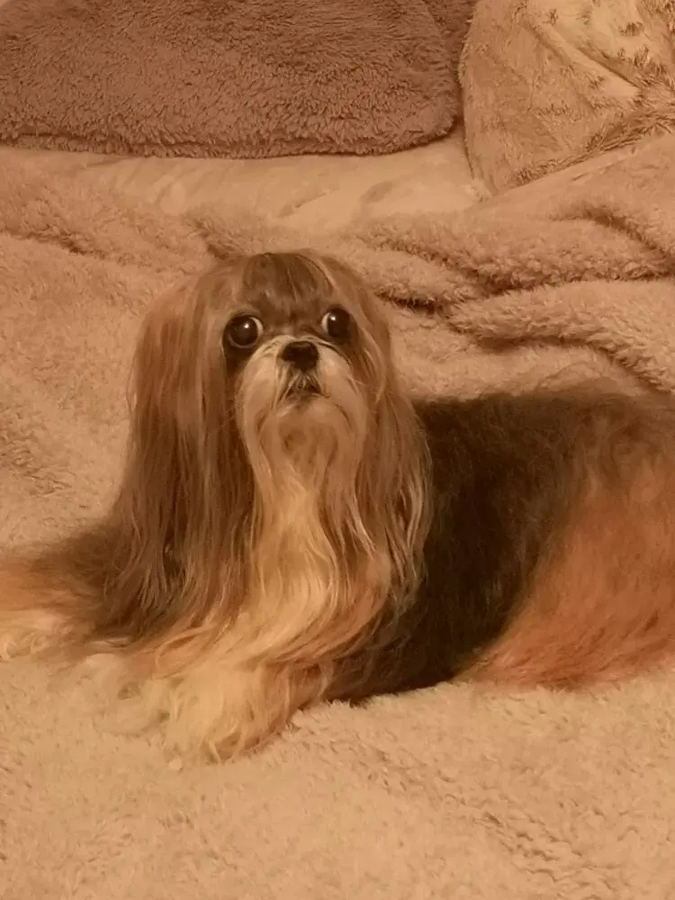 Shih Tzu