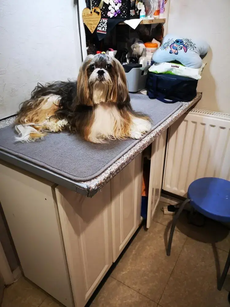 Shih Tzu
