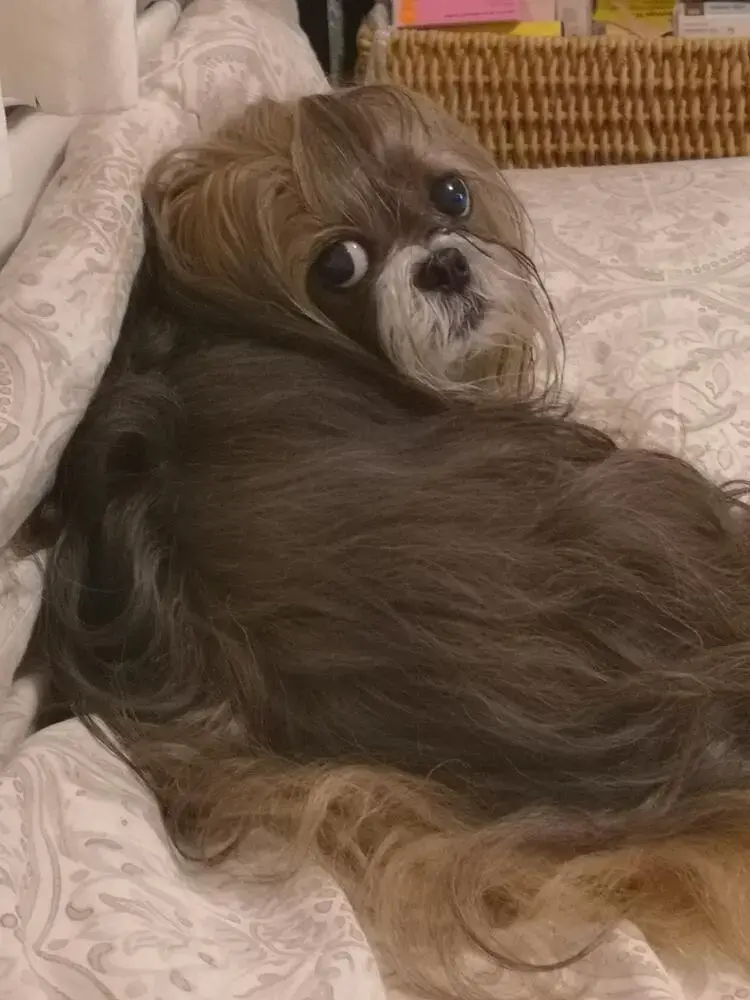 Shih Tzu