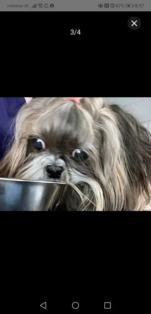 Shih Tzu