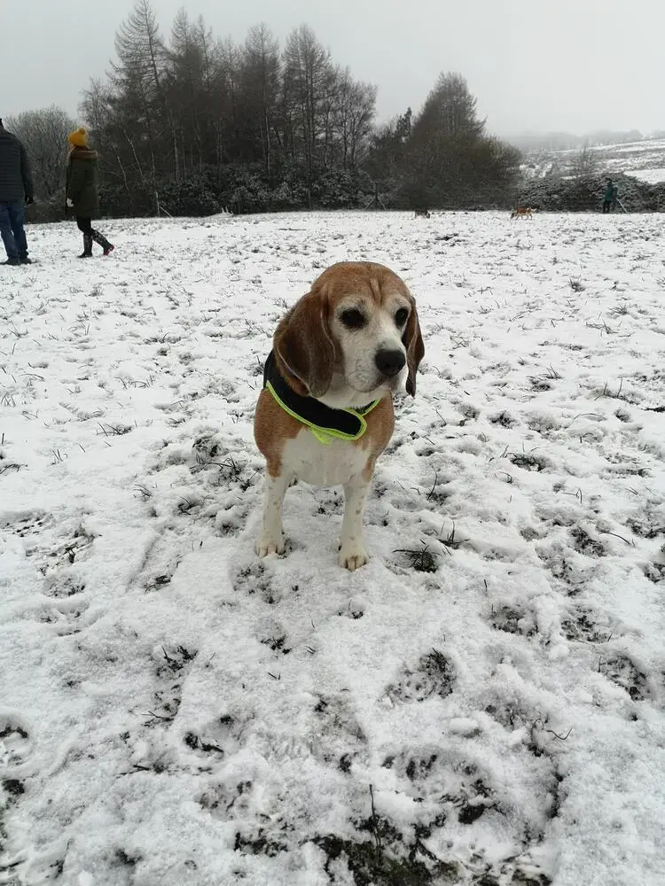 Beagle
