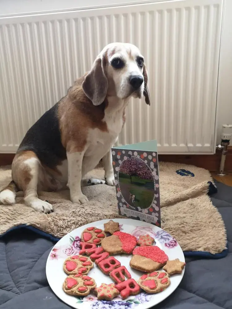 Beagle