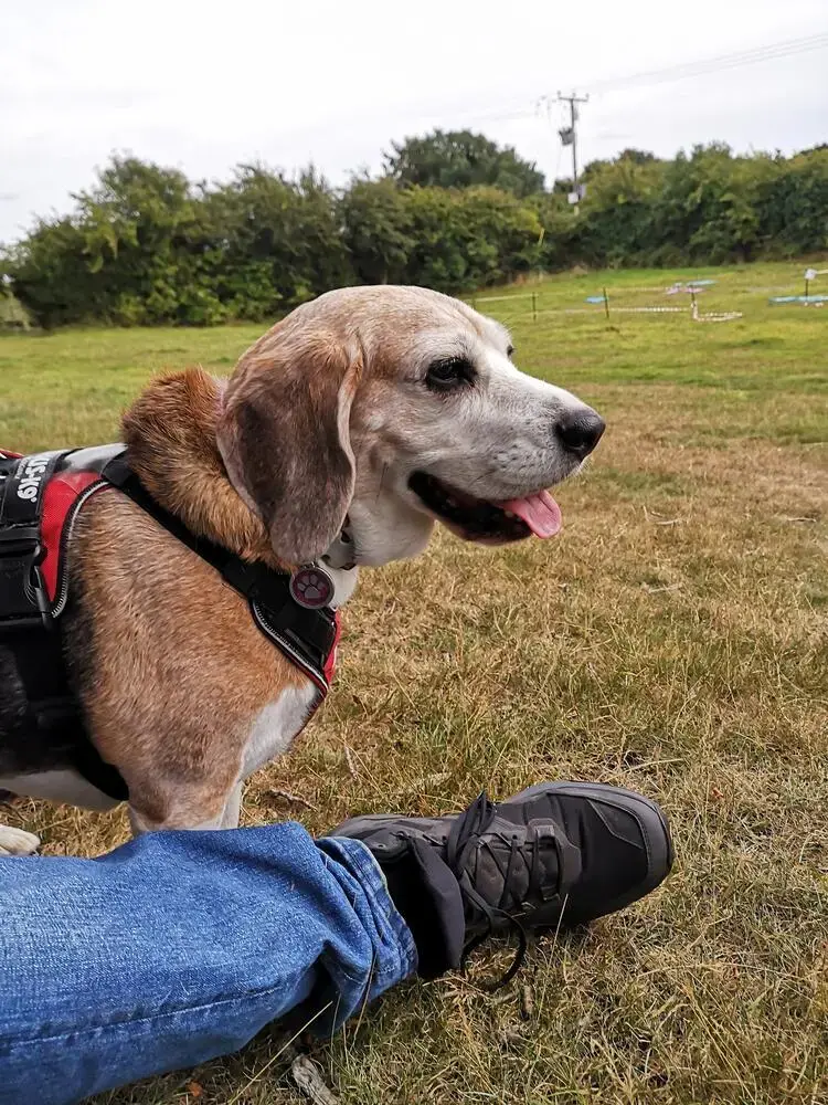 Beagle
