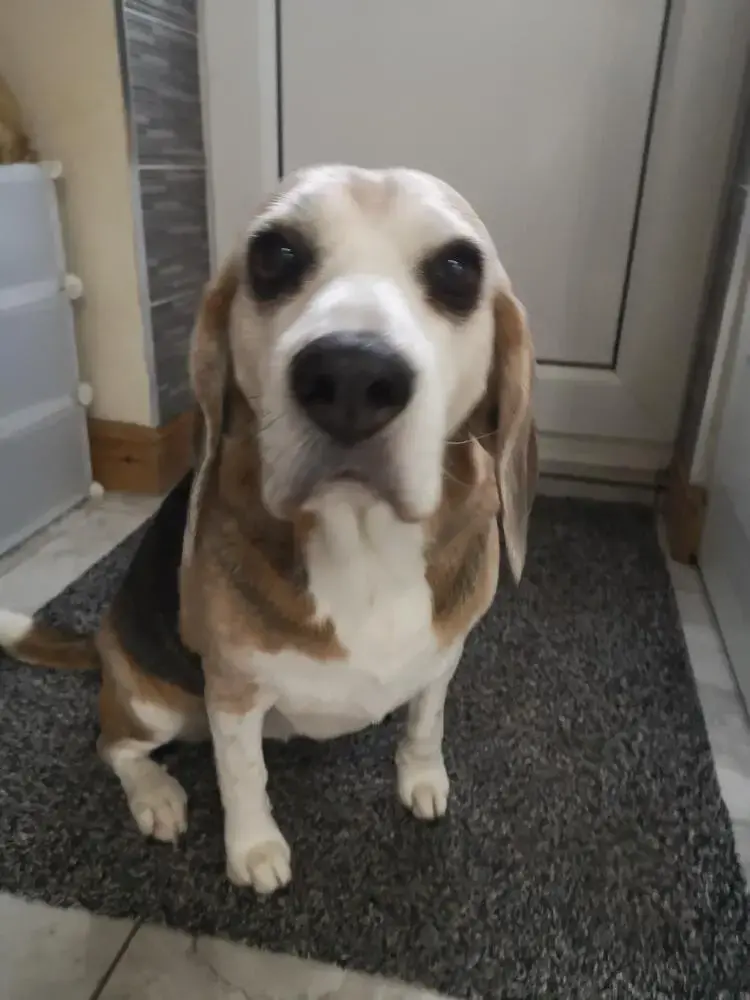 Beagle