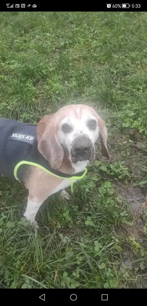 Beagle