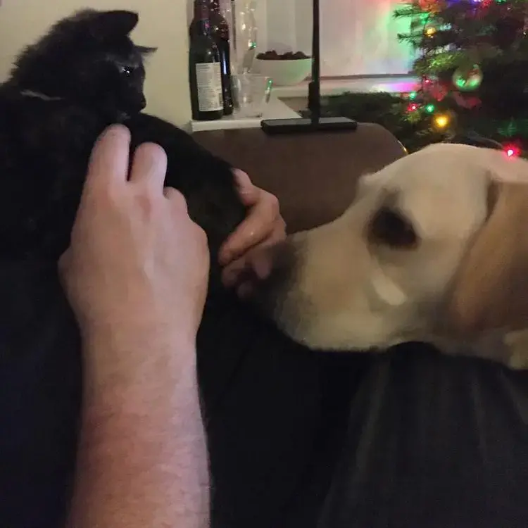 Labrador Retriever