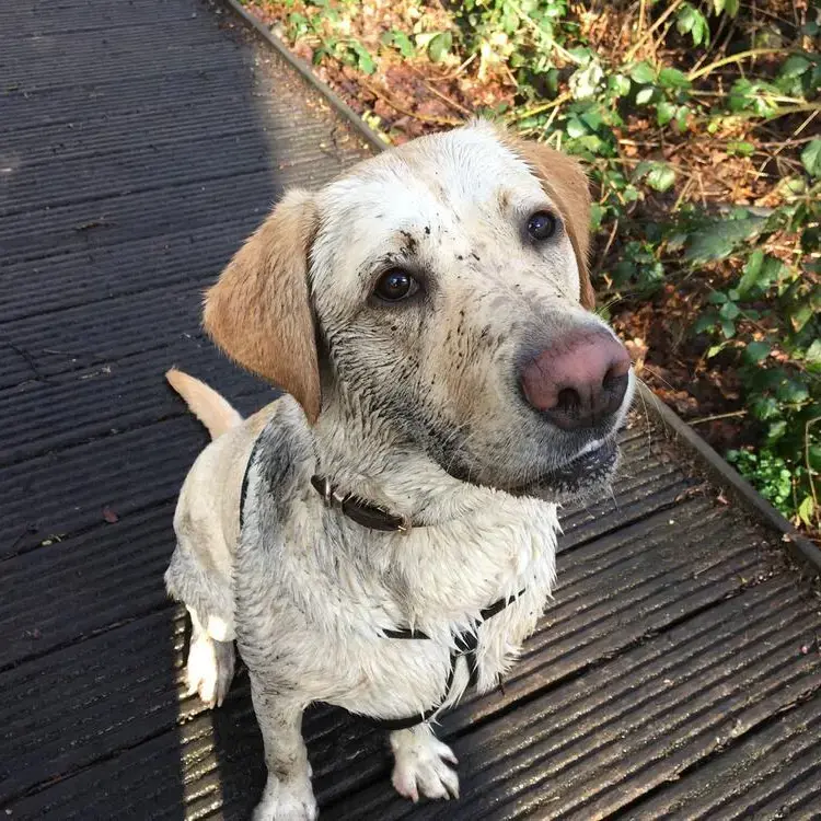 Labrador Retriever