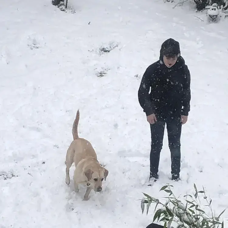Labrador Retriever