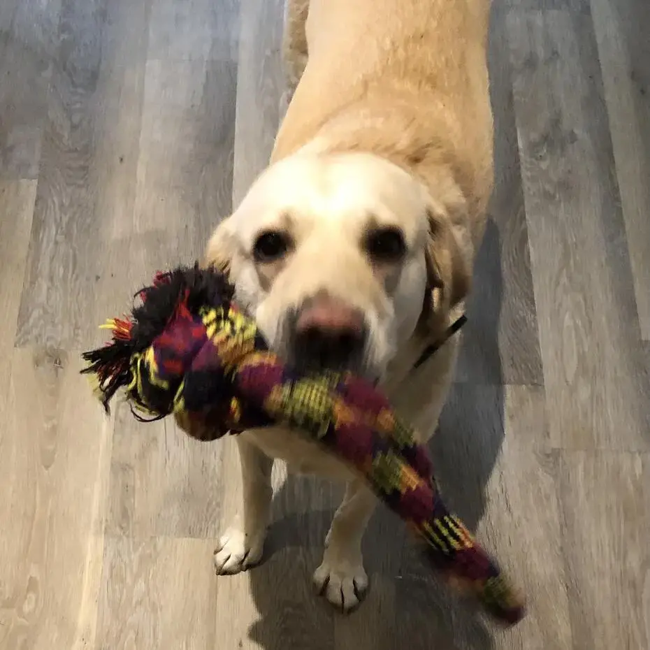Labrador Retriever