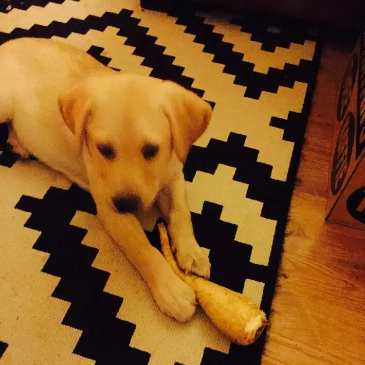 Labrador Retriever