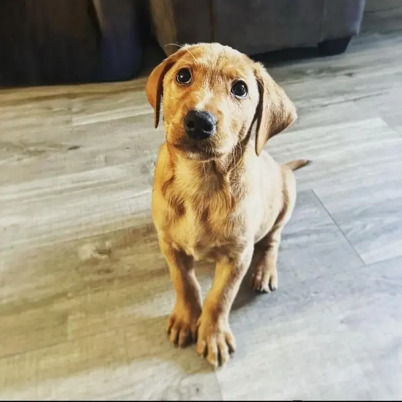 Labrador Retriever