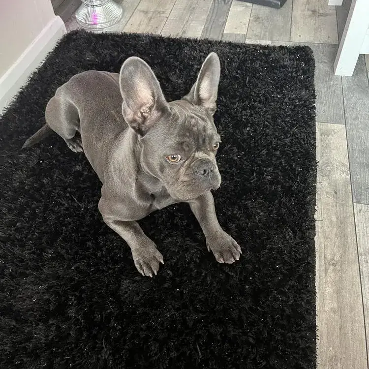 French Bulldog