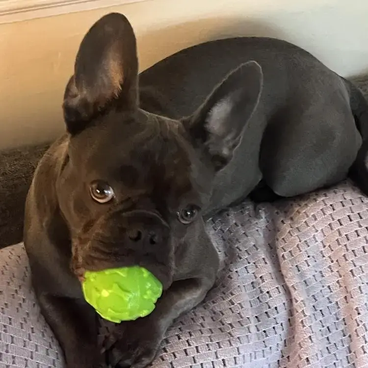 French Bulldog