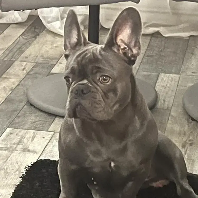French Bulldog