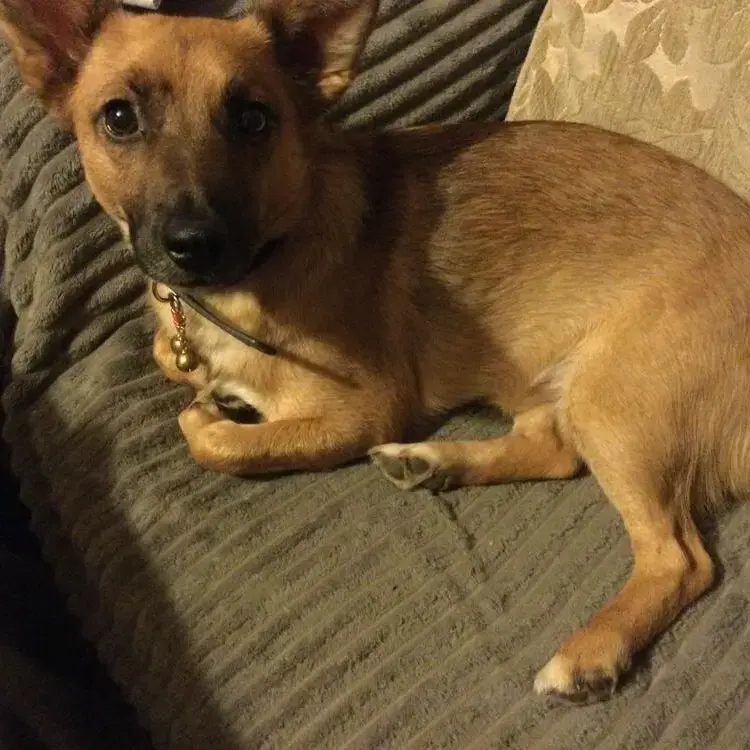 Welsh Corgi (Cardigan)