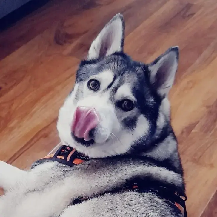 Siberian Husky