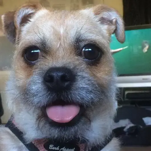 Pug