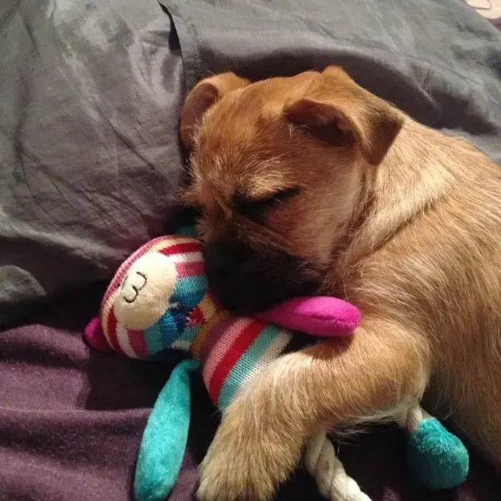 Pug