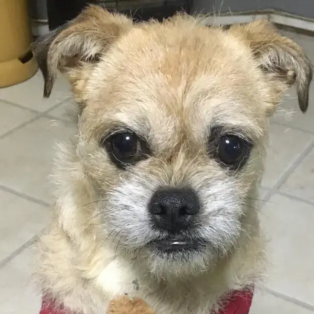 Pug