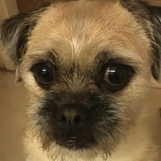 Pug