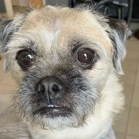Pug