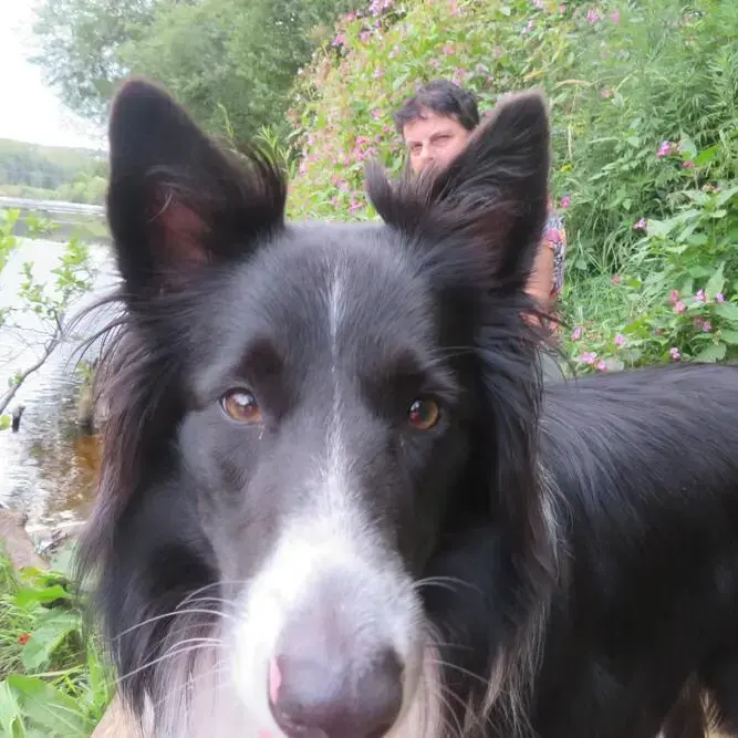 Border Collie