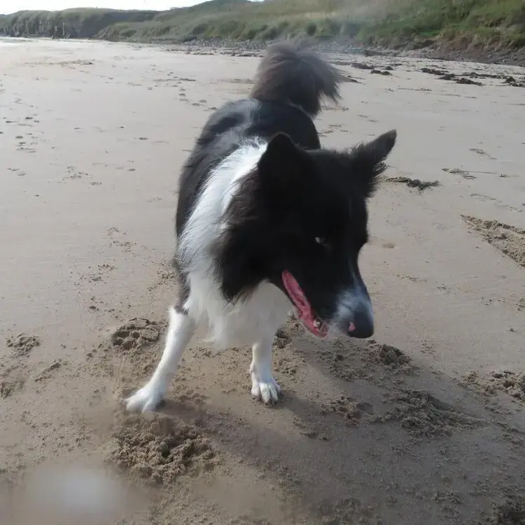 Border Collie