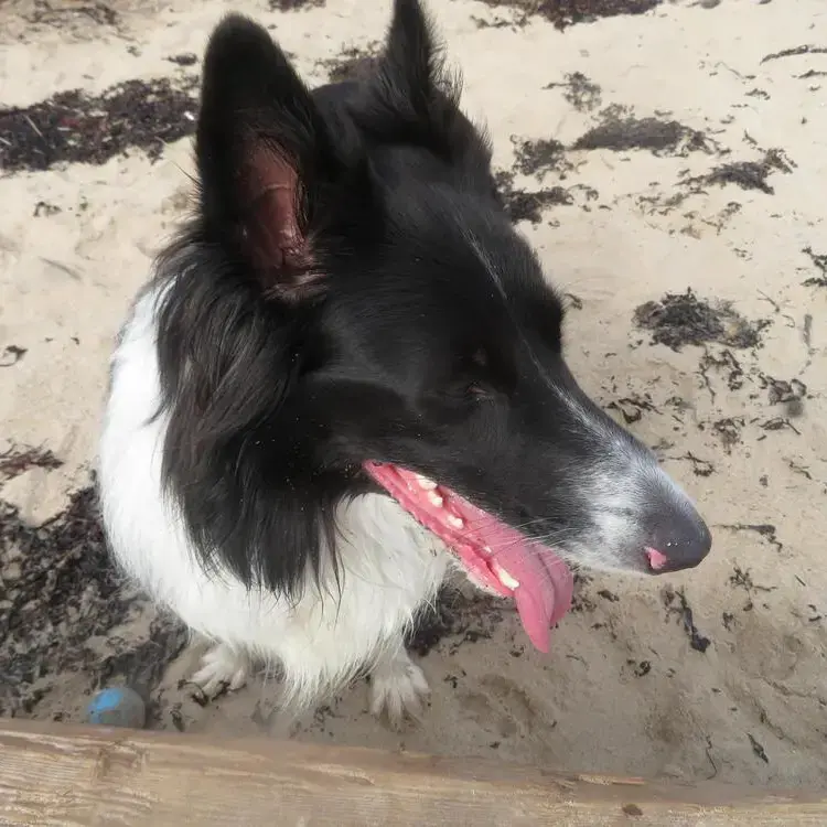 Border Collie