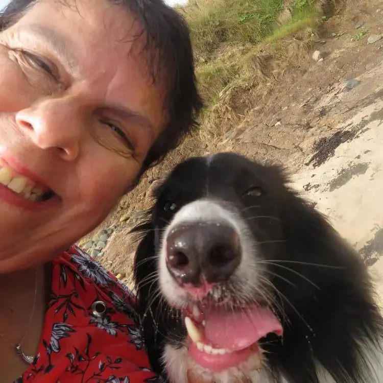 Border Collie