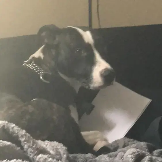 Staffordshire Bull Terrier