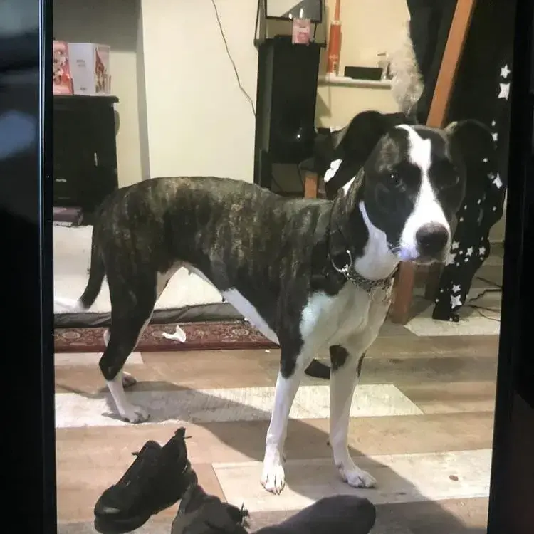 Staffordshire Bull Terrier