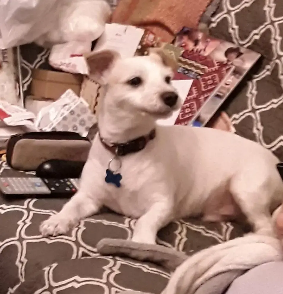 Jack Russell Terrier