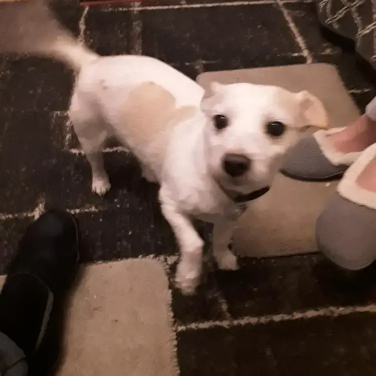 Jack Russell Terrier