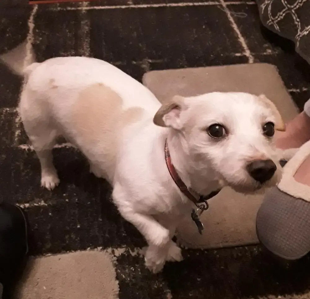 Jack Russell Terrier