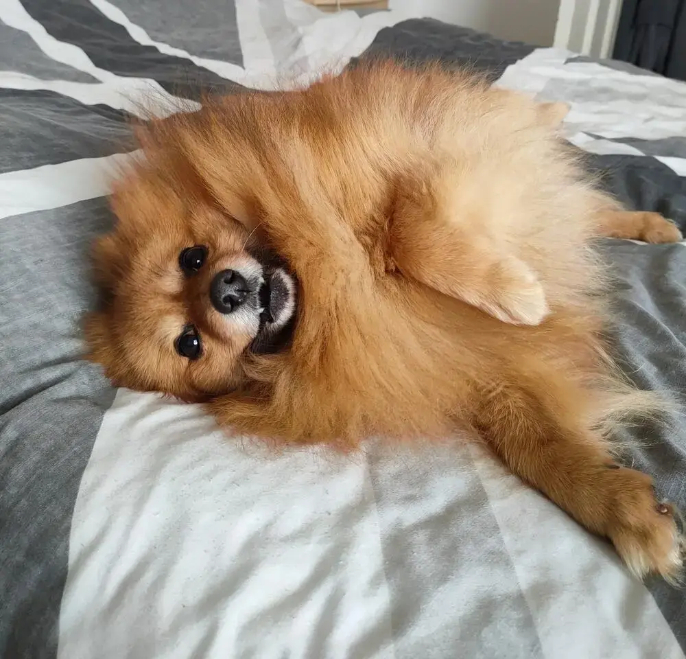Pomeranian