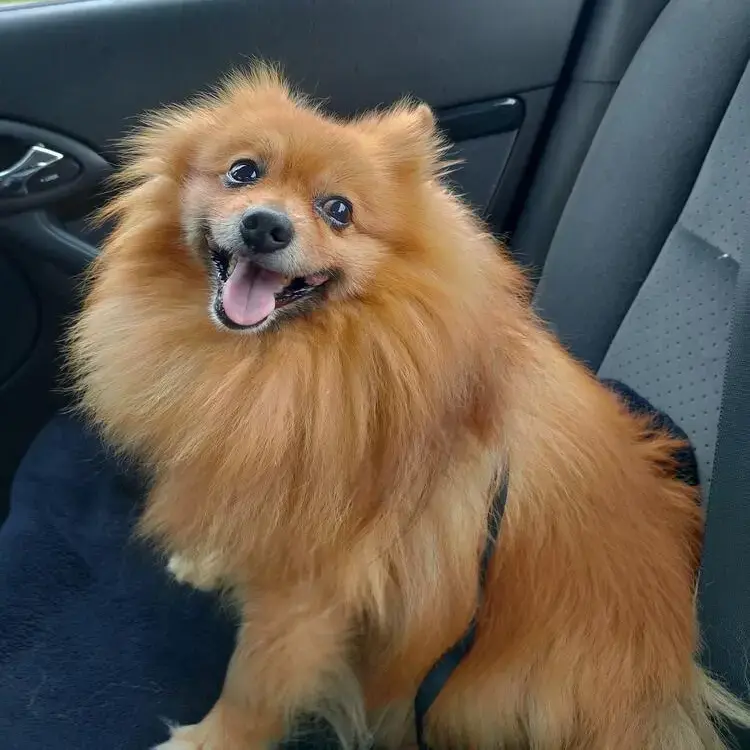 Pomeranian