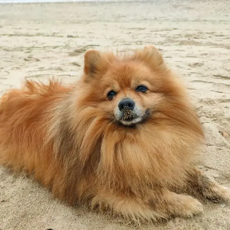 Pomeranian
