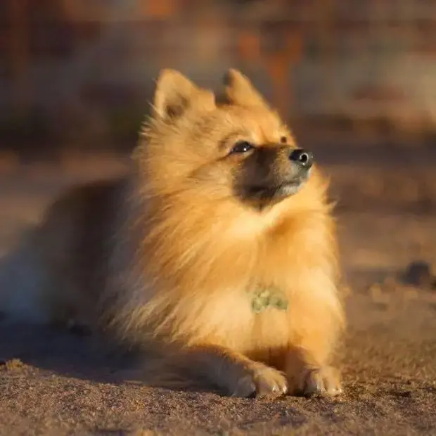 Pomeranian
